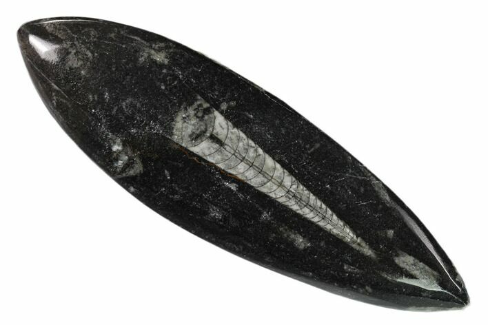 Polished Fossil Orthoceras (Cephalopod) - Morocco #138265